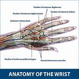 Muscle spindles and golgi tendon organs provide this type of information. Wrist Tendonitis | Florida Orthopaedic Institute