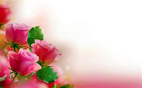 81 Pink Rose Hd Wallpapers Backgrounds Wallpaper Abyss