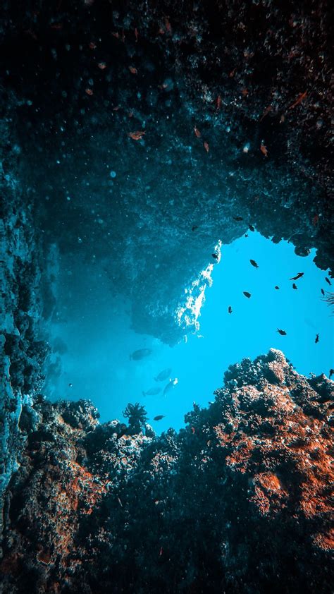 Wallpaper Underwater World Algae Fish Corals