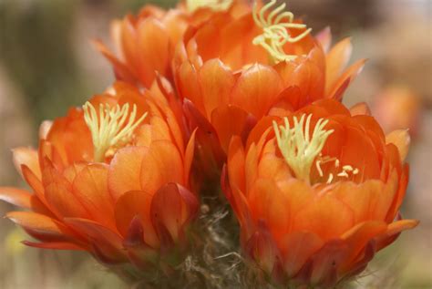 Arizona Desert Flowers ♥ Flowers Cactus Flowers Desert Flowers