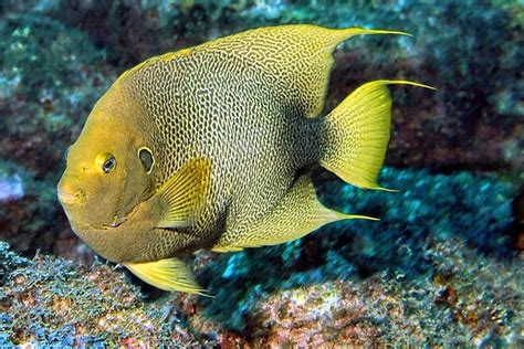 The Guinean Angelfish Whats That Fish
