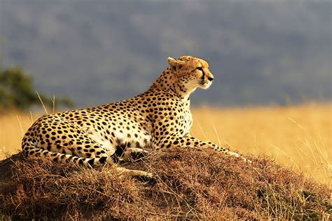 Hd Wallpaper Cheetah Maasai Mara Safari National Reserve 4k Kenya