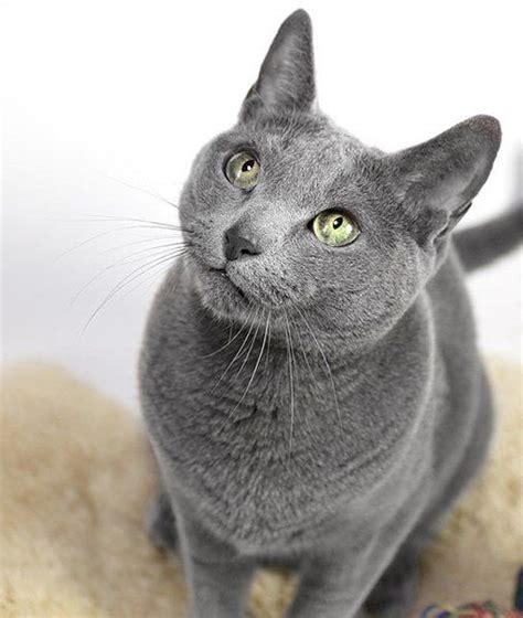 These Breeds Are Recommended For Those With Cat Allergies Russian Blue