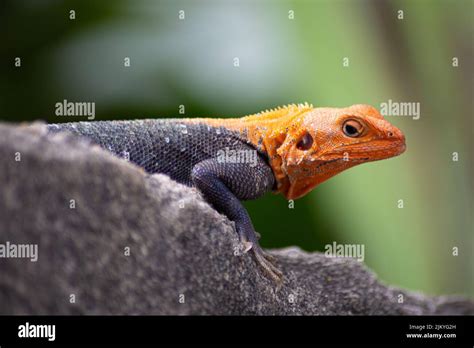 Beautiful Red Headed Male Agama Lizard Resting On Concrete Outdoor