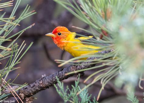 Western Tanager Photos Photographs Pictures