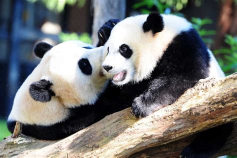 Survey Finds Giant Pandas No Longer Endangered In China Asia News