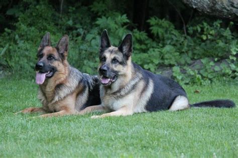Our Dogs German Shepherd Dog Forums