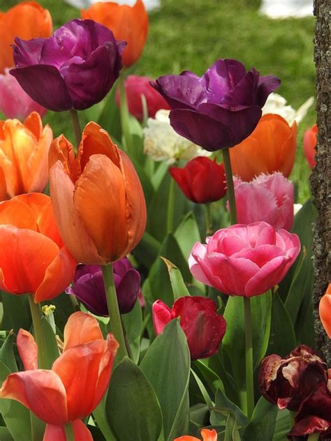 Tulips Bulbs Spring Free Photo On Pixabay Pixabay