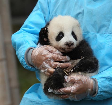 How To Visit Pandas In Chengdu China