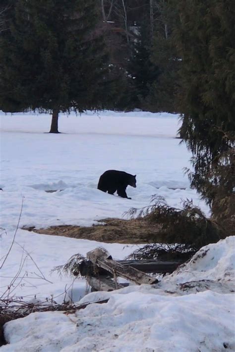 First Bear Of The Year Spotted In Whistler Pique Newsmagazine