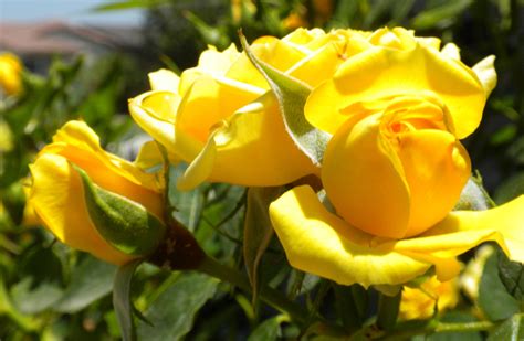 Finding plants that are truly fragrant for your landscape design can be tricky, but having a yard that for roses, try to find heirloom or garden variety roses as these generally have the strongest fragrance. Yellow Roses | Flowers nature, Fragrant roses, Rose