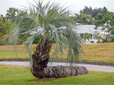 Palm Tree Grows Sideways In Sun City Center Sun City Center Photos