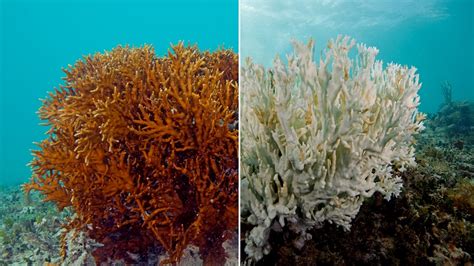 Warming Seas Devastate Coral Reefs In Global Bleaching Event