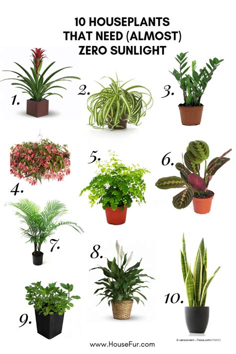 Low Light House Plants House Plants Decor Plant Decor Best Indoor