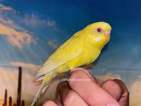 Lutino Parakeet Budgerigar