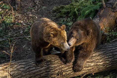 Animals At Northwest Trek Free Roaming Bears Cats Canines And More