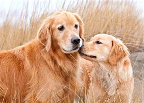 Puppy Love Golden Retriever Dog Photography Fine Art By