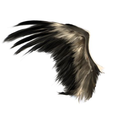 Wings Png Transparent Image Download Size 900x900px