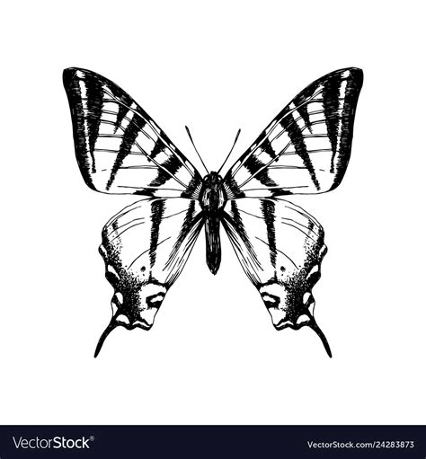 Hand Drawn Western Tiger Swallowtail Butterfly Vector Image