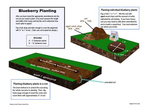 How To Grow Blueberries