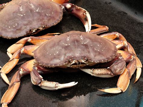 Sea Crabs At Rs 500kilogram समुद्री केकड़ा Bose Worldwide Kolkata