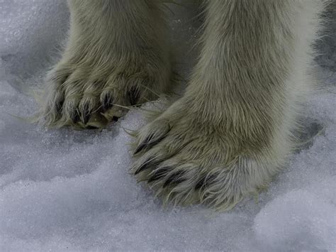 All Your Polar Bear Questions Answered Always Pets