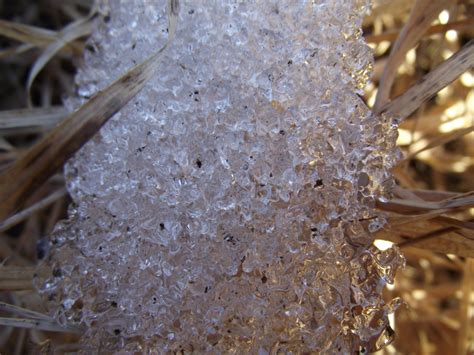 Free Images Tree Nature Branch Snow Cold Winter White Leaf