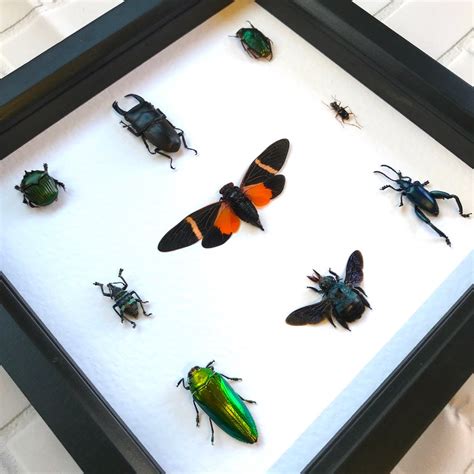 Insect Display Deep Shadow Box Frame Case Beetle Spider Etsy