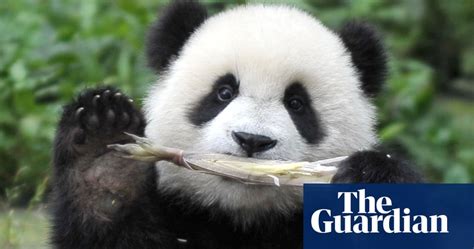 Why A Good Panda Joke Is A Rare Thing Science The Guardian