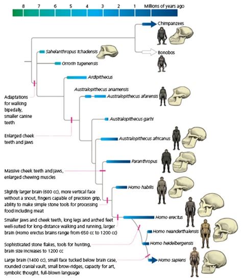 The Origin Of Homo Sapiens And Timeline Of Human Evolution