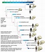 The origin of Homo Sapiens & timeline of human evolution