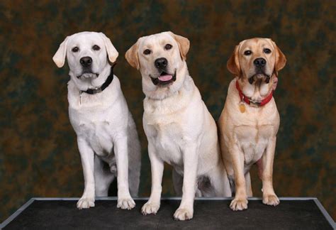 Chocolate labrador puppy, yellow lab puppy, white lab puppy, black english lab puppy, fox red english lab puppy. White Lab puppies and White English Labrador Retrievers ...