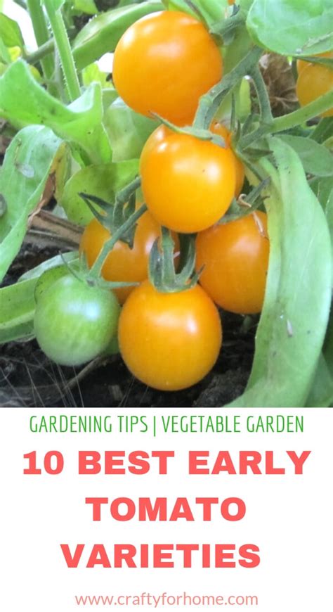Best Early Tomato Varieties Crafty For Home