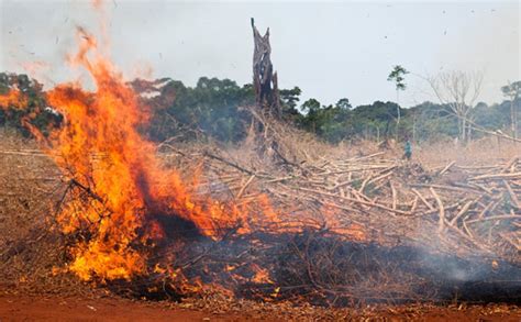 In Pictures Daniel Beltra S Photographs Of Deforestation In The