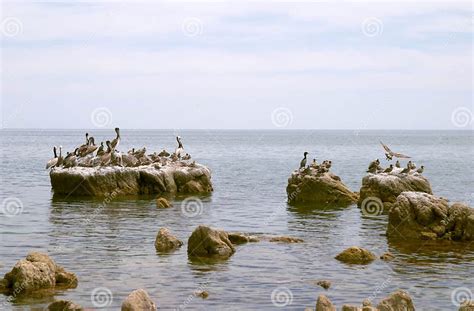 Pelicans And Seabirds On Rocks Stock Photo Image Of Resting Rocks