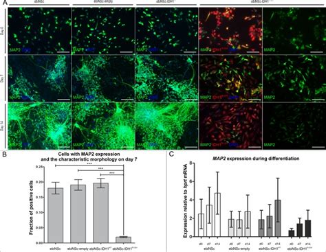 Idh1r132h In Neural Stem Cells Differentiation Impaired By Increased