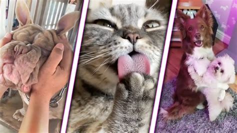 Cute Animals Tiktok Compilation Of Funny Pets 2020😹 Youtube