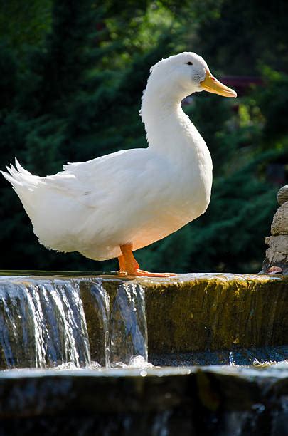 An american pekin duck tom shot at echo park lake in los angeles. Best American Pekin Duck Stock Photos, Pictures & Royalty-Free Images - iStock