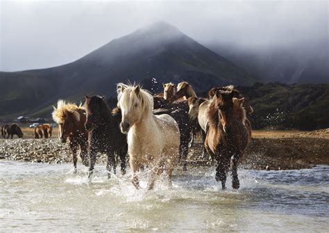 The Five Gaits Of The Icelandic Horse Islandshestaris