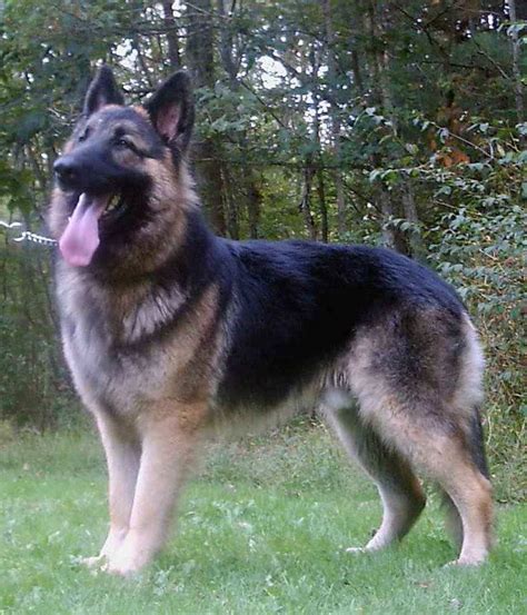 Big German Shepherd Dog Petsidi