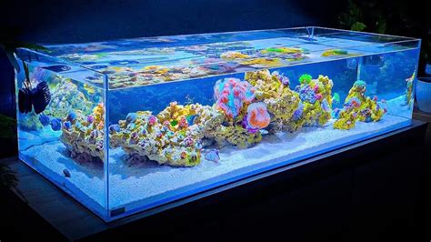 Shallow Reef Tank Update And Coral And Fish Unboxing Month One Youtube