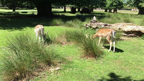 Deer At Dunham Massey Deer Park Youtube