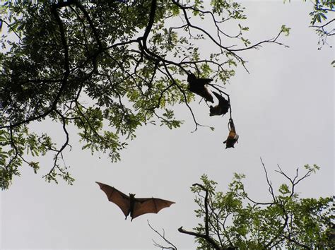 Mangalavanam bird sanctuary, is a nesting ground for a large variety of migratory birds, is a paradise for birdwatchers and twitchers. the indian flying fox - RockSea and Sarah