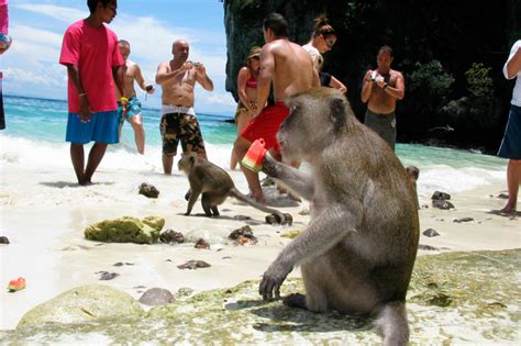 Monkey Beach Koh Phi Phi Go To Thailand
