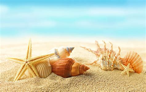 Hd Wallpaper Seashells Wallpaper Sand Beach The Sun Stars Summer