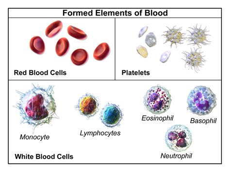 White Blood Cells Tutorial Sophia Learning