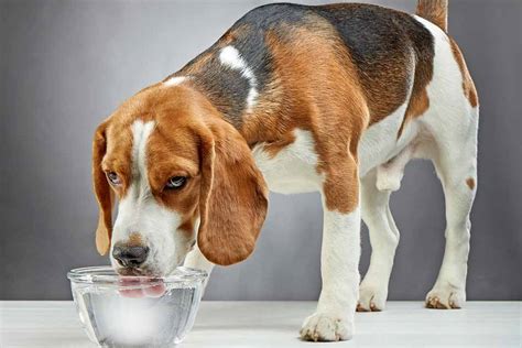 It will take most puppies between two and eight days to learn. How Much Water Does Your Dog Need | Its More than Your Think