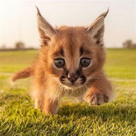 The Cutest Species Of Cat Discovered In South Africa Photos Twb