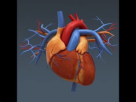 Although there are a lot of structures in the heart diagrams, you shall not worry, we've got them all covered for you in these articles and video tutorials. Anatomy and Physiology of The Heart - YouTube