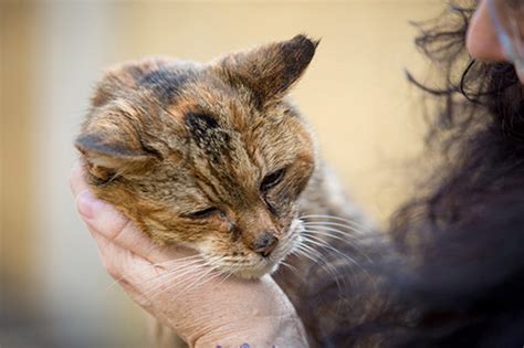 All of them, living past the age 15. World's oldest living cat: 24-year-old Poppy is new world ...